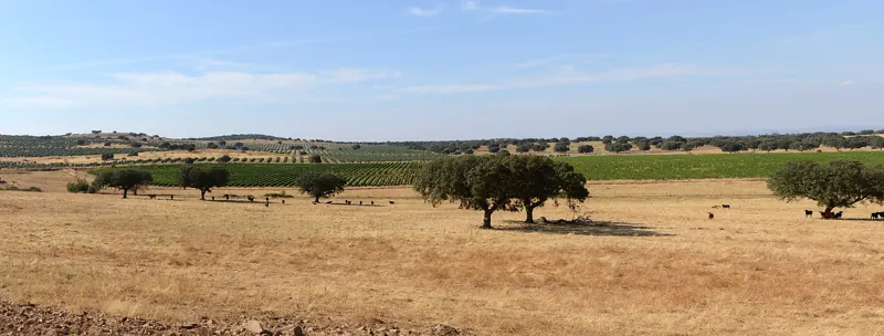 Sobreiros dispersos pelos campos dourados do Alentejo