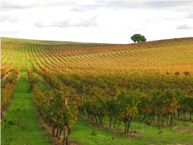 Rows of Alentejo vines in autumn colours